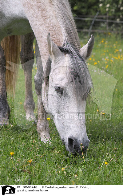 grasender Araber / grazing arabian horse / BD-00246