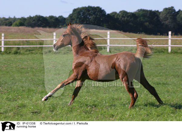 galoppierendes Pferd / running horse / IP-01338