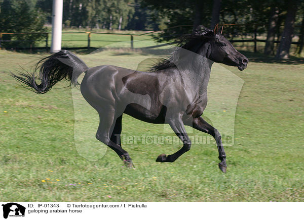 Araber im Galopp / galoping arabian horse / IP-01343
