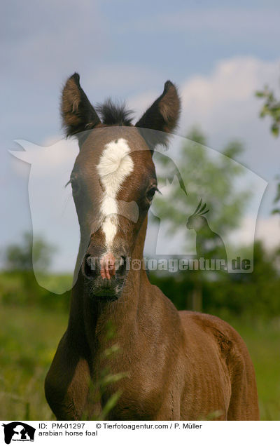 arabian horse foal / PM-01297
