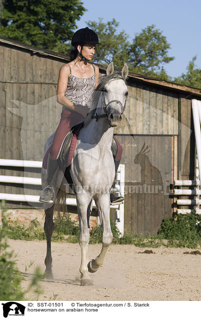 Reiterin auf Araber / horsewoman on arabian horse / SST-01501