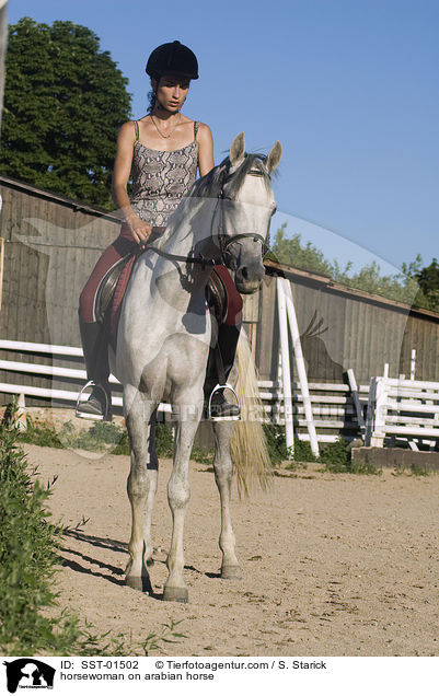 Reiterin auf Araber / horsewoman on arabian horse / SST-01502