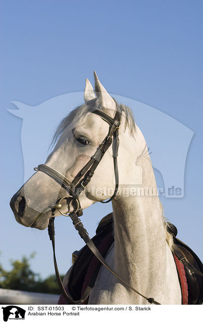 Araber Portrait / Arabian Horse Portrait / SST-01503