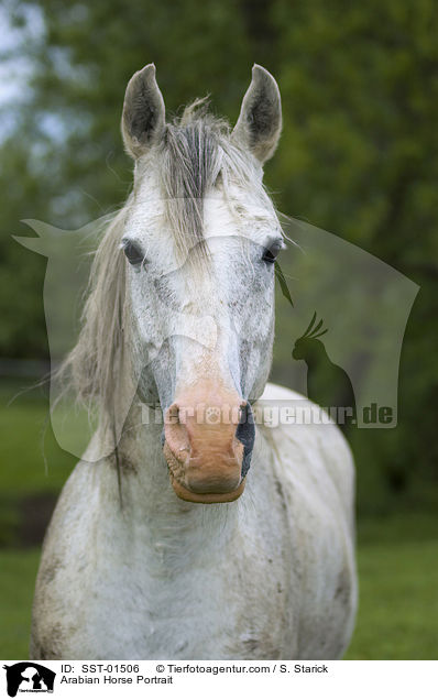 Araber Portrait / Arabian Horse Portrait / SST-01506