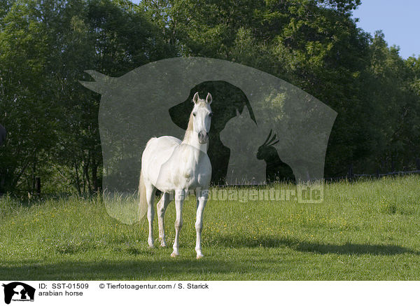 Araber / arabian horse / SST-01509