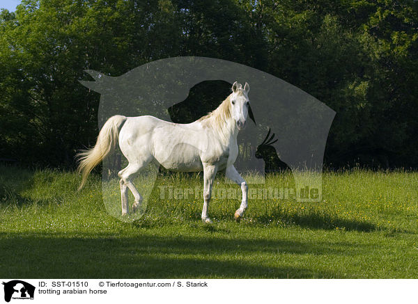 trabender Araber / trotting arabian horse / SST-01510