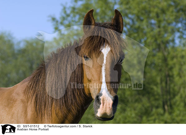 Araber Portrait / Arabian Horse Portrait / SST-01512