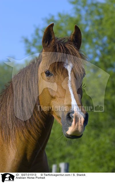 Araber Portrait / Arabian Horse Portrait / SST-01513