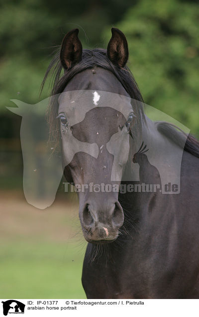 Araber Portrait / arabian horse portrait / IP-01377