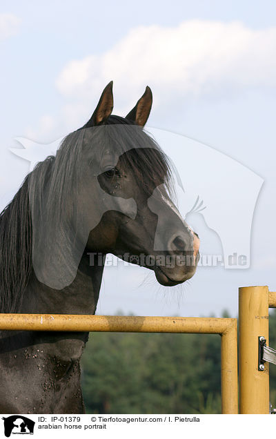 Araber Portrait / arabian horse portrait / IP-01379