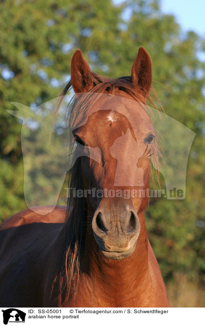 Araber Portrait / arabian horse portrait / SS-05001