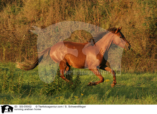 galoppierender Araber / running arabian horse / SS-05002