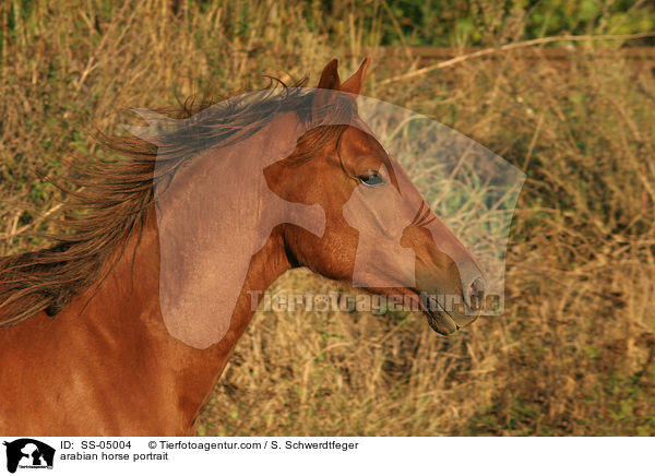 Araber Portrait / arabian horse portrait / SS-05004