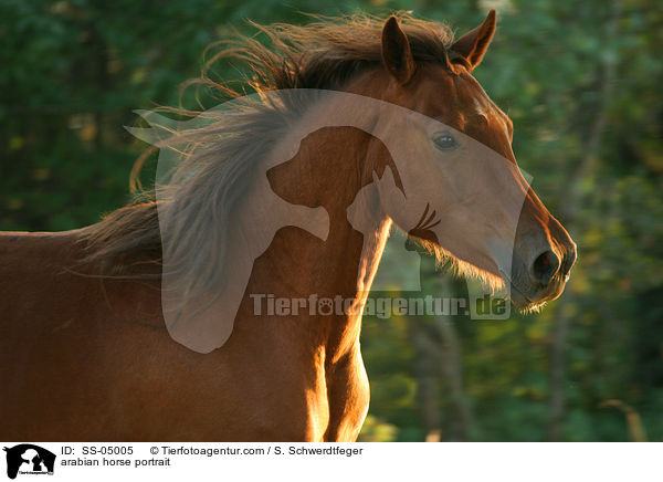 Araber Portrait / arabian horse portrait / SS-05005