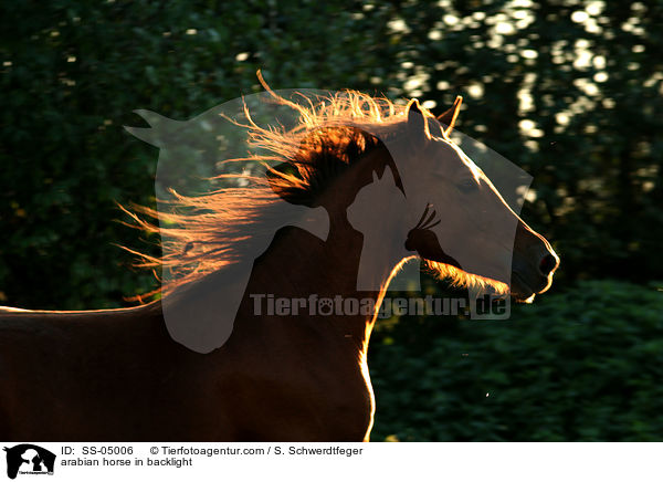 Araber im Gegenlicht / arabian horse in backlight / SS-05006