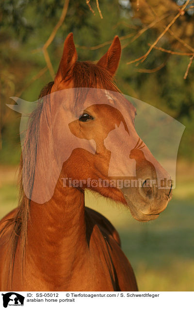 Araber Portrait / arabian horse portrait / SS-05012