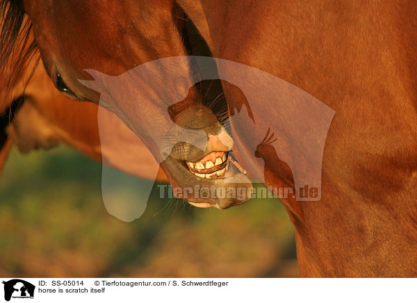 sich juckendes Pferd / horse is scratch itself / SS-05014