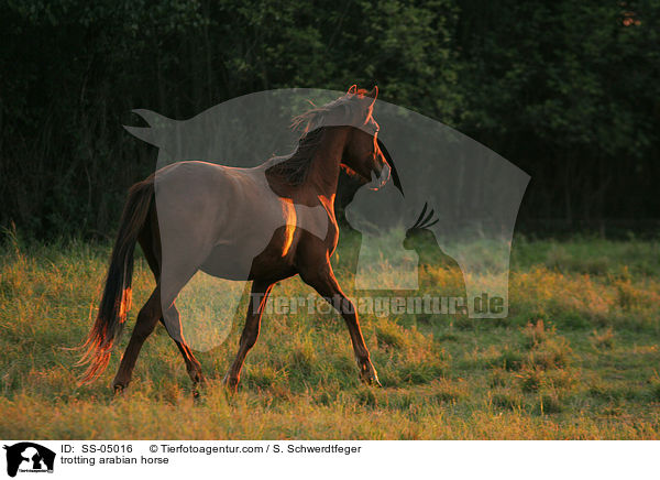 trabender Araber / trotting arabian horse / SS-05016