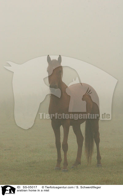 Araber im Nebel / arabian horse in a mist / SS-05017