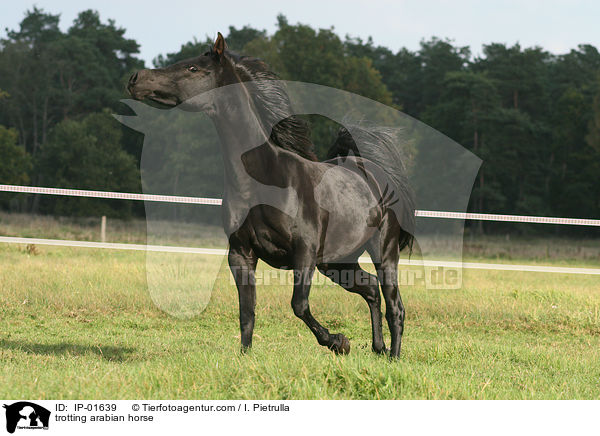 trabender Araber / trotting arabian horse / IP-01639
