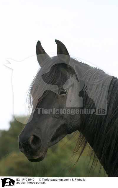 Araber Portrait / arabian horse portrait / IP-01640