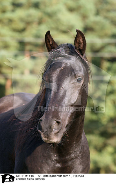 Araber Portrait / arabian horse portrait / IP-01645