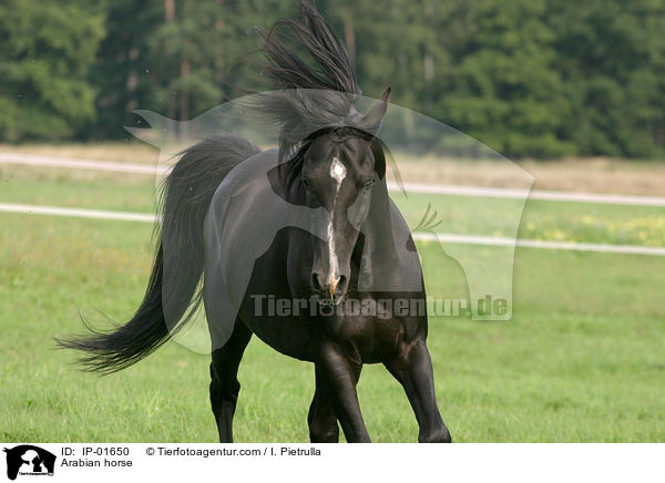Araber / Arabian horse / IP-01650