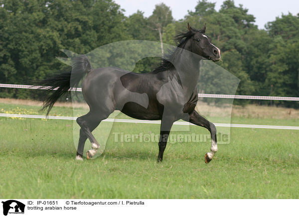 trabender Araber / trotting arabian horse / IP-01651