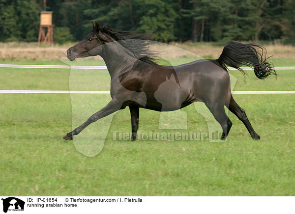 rennender Araber / running arabian horse / IP-01654