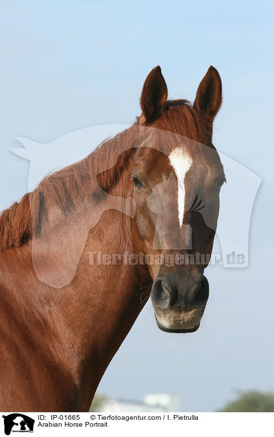 Araber Portrait / Arabian Horse Portrait / IP-01665