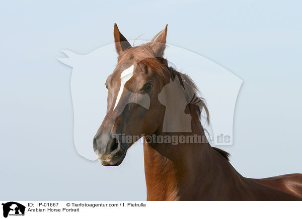 Araber Portrait / Arabian Horse Portrait / IP-01667