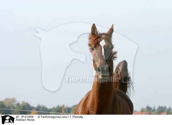 Araber / Arabian Horse / IP-01668