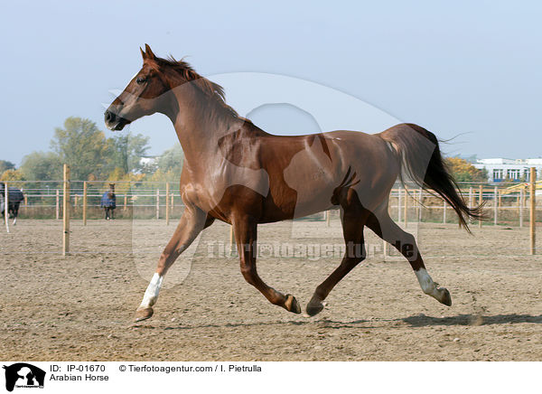 Araber / Arabian Horse / IP-01670