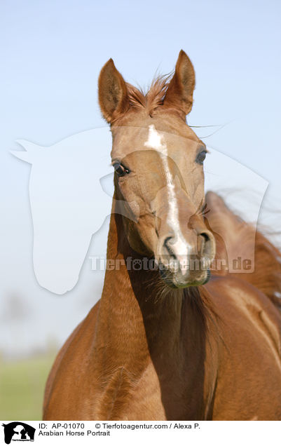 Araber Portrait / Arabian Horse Portrait / AP-01070