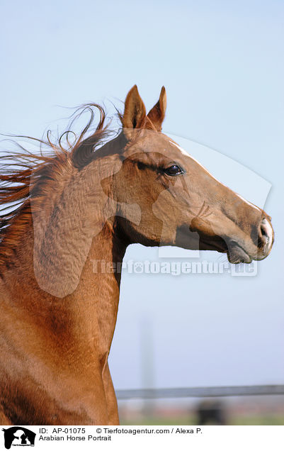 Araber Portrait / Arabian Horse Portrait / AP-01075