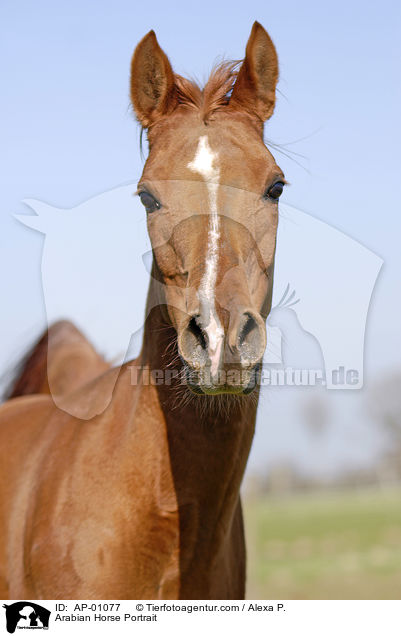 Araber Portrait / Arabian Horse Portrait / AP-01077
