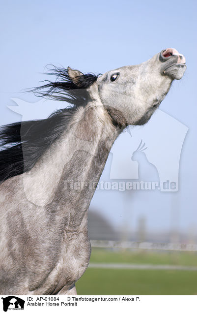 Araber Portrait / Arabian Horse Portrait / AP-01084