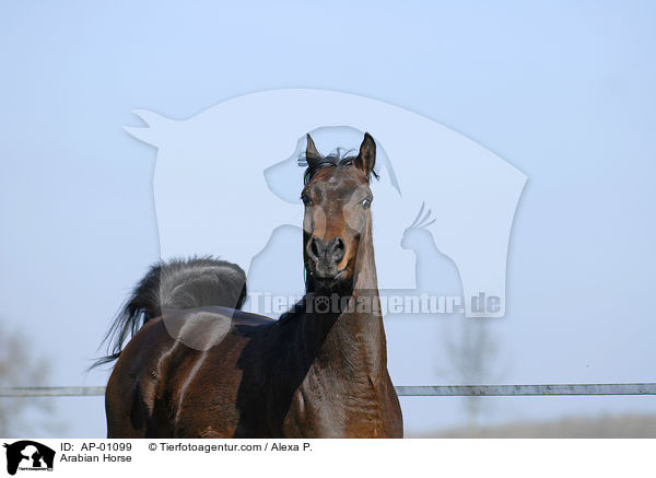 Vollblutaraber / Arabian Horse / AP-01099