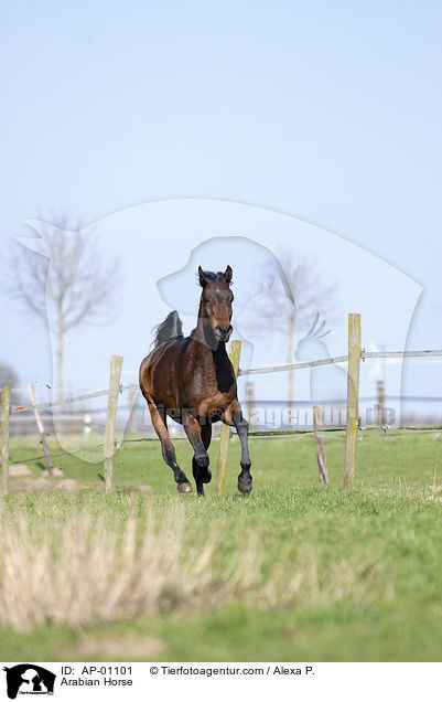 Vollblutaraber / Arabian Horse / AP-01101
