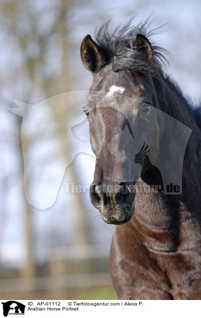 Arabian Horse Portrait / AP-01112