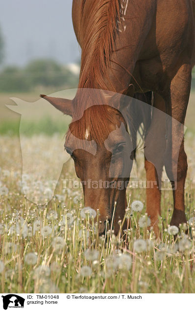grazing horse / TM-01048