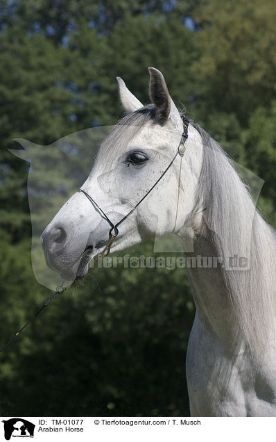 Arabian Horse / TM-01077
