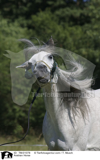 Araber / Arabian Horse / TM-01078