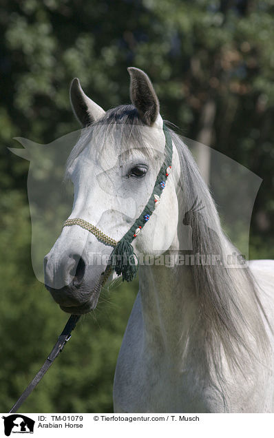 Araber / Arabian Horse / TM-01079