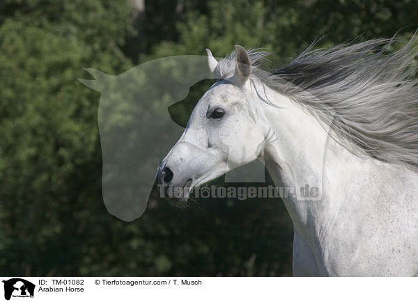 Araber / Arabian Horse / TM-01082