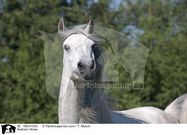 Arabian Horse / TM-01083