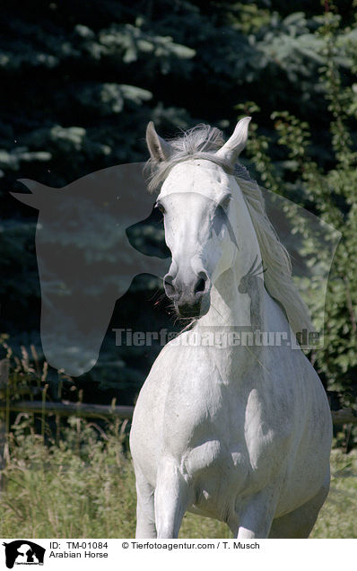 Araber / Arabian Horse / TM-01084