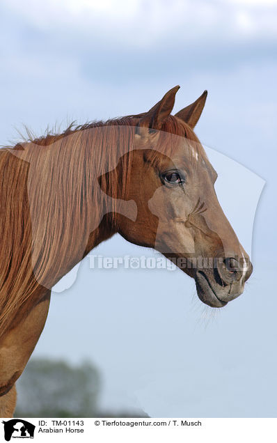 Araber Portrait / Arabian Horse / TM-01143
