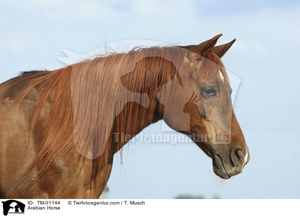 Araber Portrait / Arabian Horse / TM-01144