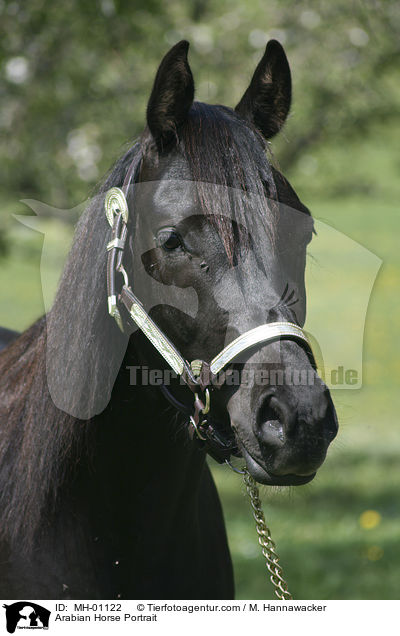 Araber Portrait / Arabian Horse Portrait / MH-01122